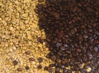 Grains de caf vert et grains de caf torrfi